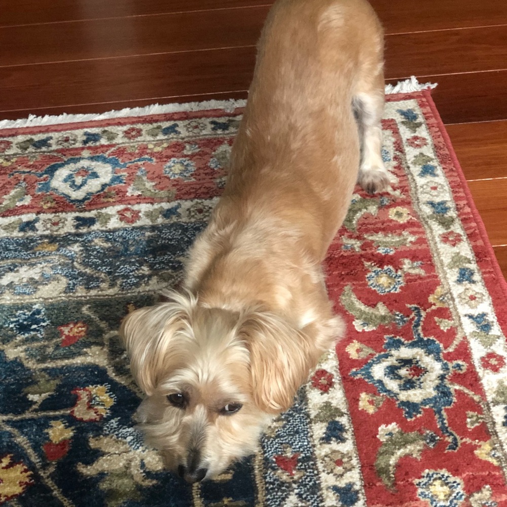 Meet your Posher, Shonette